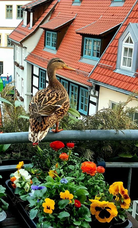 Altstadtapartment an der Krämerbrücke Nr.2 Erfurt Exteriör bild